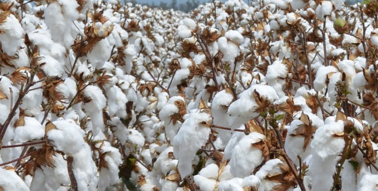 How many Cotton irrigations are required in Solid, Single Skip and Double skip configurations?