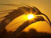 Scout for wheat agronomy