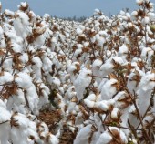 Top 4 Cotton Defoliation Application Tips for Growers
