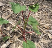 Starane Spray Damage in Cotton