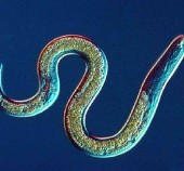 Root Lesion Nematodes and the Risks Following Certain Crop Rotations – Graham Boulton