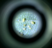 Cotton Aphids: A closer look