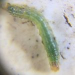 Soybean Pest Nangwee
