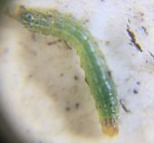 Legume Webspinner – Norwin