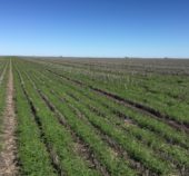 Growing Chickpeas on the Downs this winter? Find advice here along with our choice of the best links.