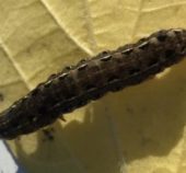 The Cluster Caterpillar (Spodoptera Litura)