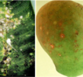 Mango Scale and Pink Wax Scale IPM in the Burdekin