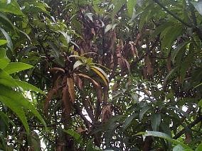 uncleared-mango-canopy