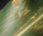 Common Rust in Maize is a major risk for growers in the upcoming season